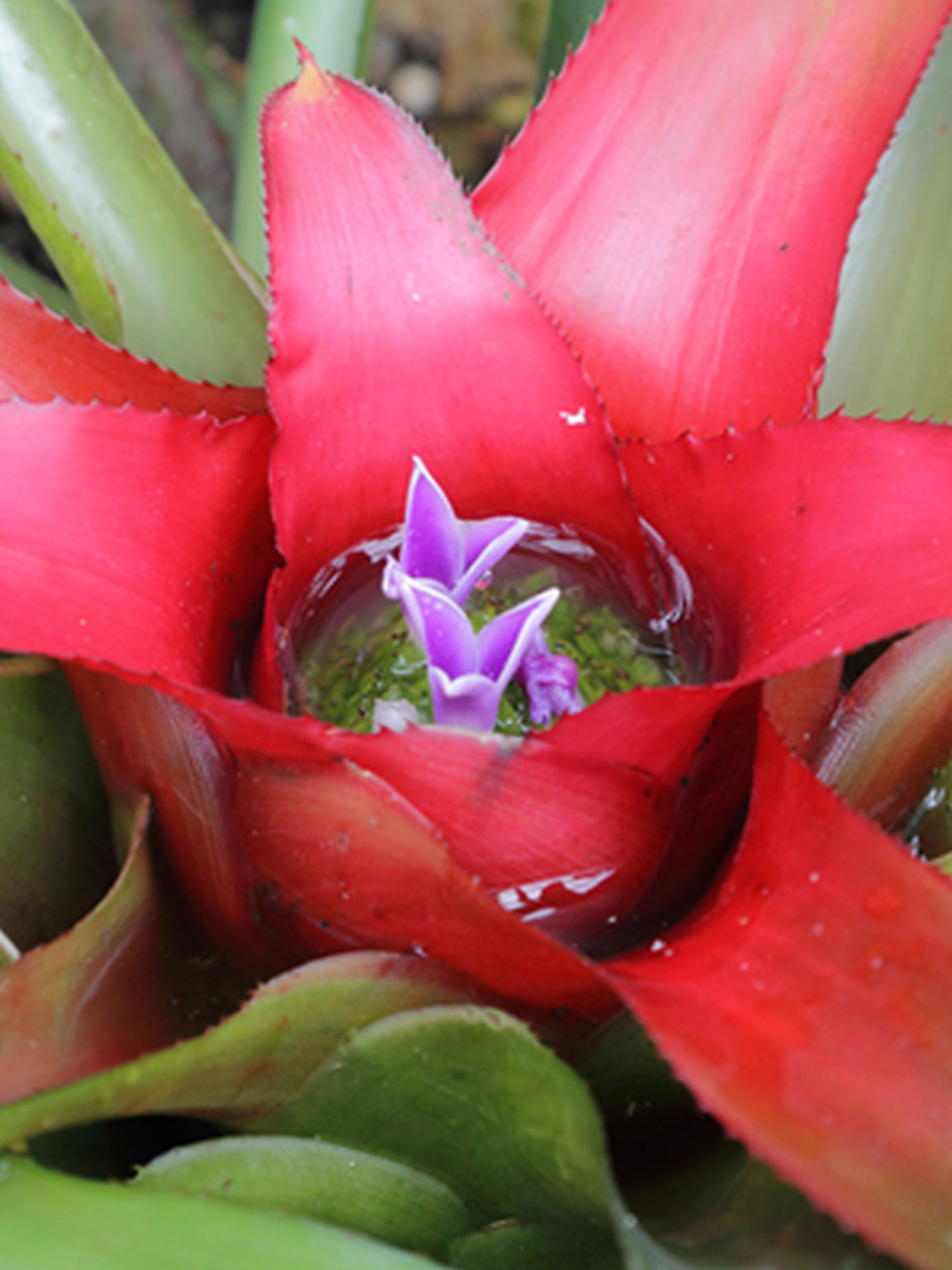Neoregelia carolinae - vergrößern Neoregelia carolinae