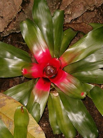 Neoregelia - vergrößern Neoregelia carolinae
