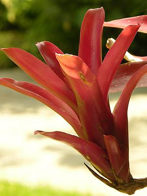 Neoregelia schultesiana