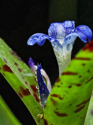 Neoregelia lilliputiana - vergrößern Neoregelia lilliputiana