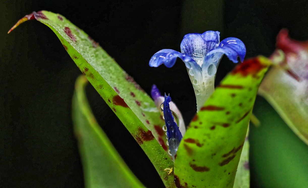 Neoregelia pflanzen & pflegen