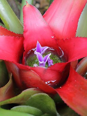 Neoregelia Rosette - vergrößern Neoregelia carolinae