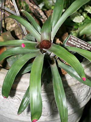 Neoregelia spectabilis