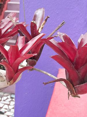 Neoregelia carolinae mit Kindeln