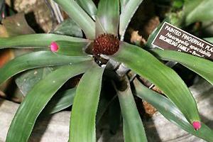 Neoregelia