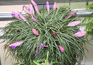 Tillandsia cyanea