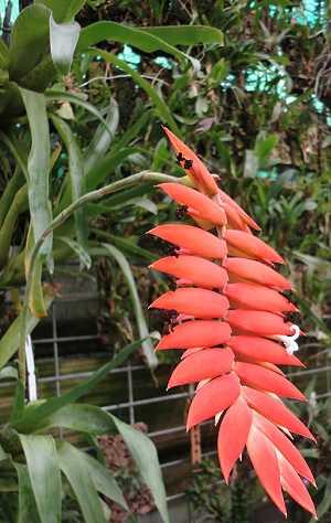 Tillandsia dyeriana