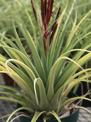 Tillandsia - Zum vergrößern klicken Tillandsia