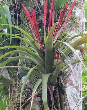 Tillandsia flabellata