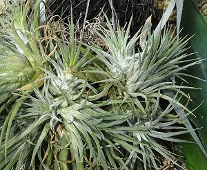 Tillandsia ionantha