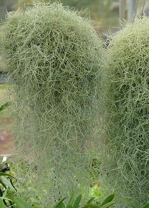 Tillandsia usneoides