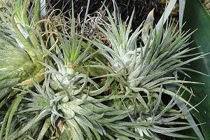 Tillandsia