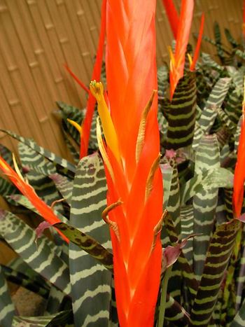 Vriesea splendens - Zum vergrößern klicken Vriesea splendens