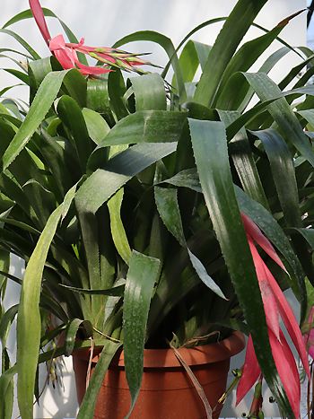 Zimmerhafer- Billbergia nutans