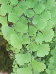 Adiantum capillus-veneris