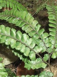 Rauer Frauenhaarfarn, Adiantum hispidulum