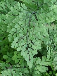 Dreieckiger Frauenhaarfarn, Adiantum raddianum