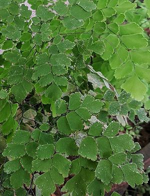 Adiantum raddianum