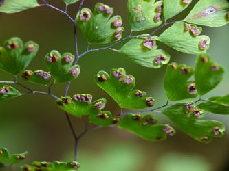 Adiantum tenerum mit Sporen