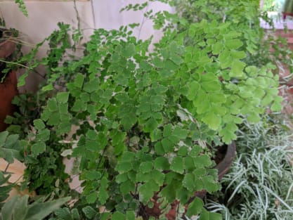 Adiantum raddianum