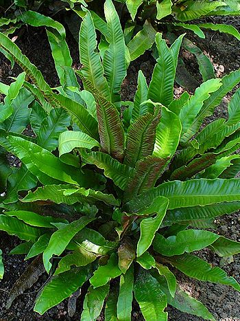 Asplenium scolopendrium