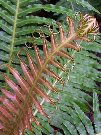 Blechnum crispum