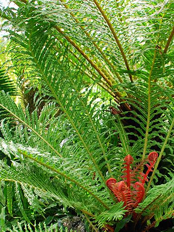 Blechnum brasiliense