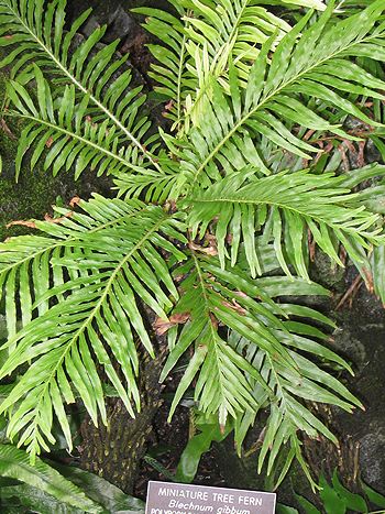 Blechnum gibbum