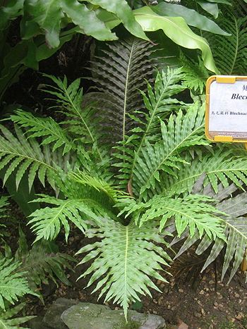 Rippenfarn: Blechnum gibbum