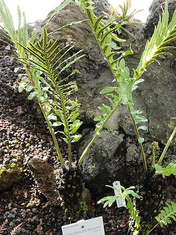 Blechnum moorei