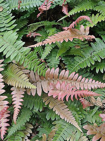 Blechnum gibbum