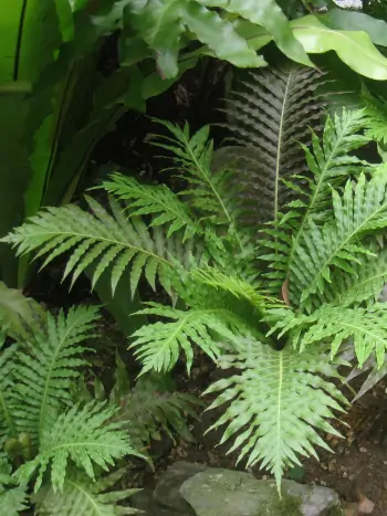 Rippenfarn - Zum vergrößern klicken Rippenfarn