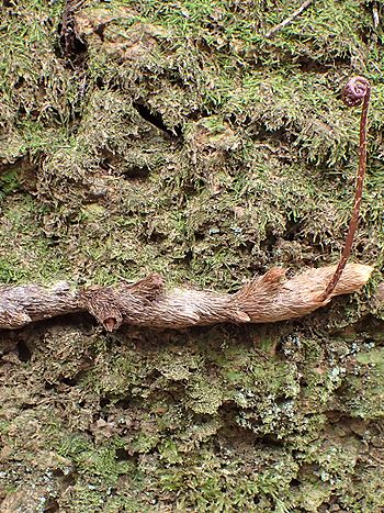 Davallia canariensis, Rhizom zur Vermehrung