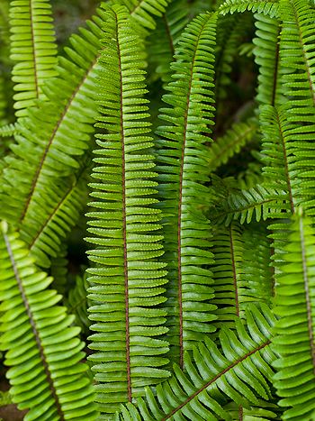 Schwertfarn Nephrolepis cordifolia