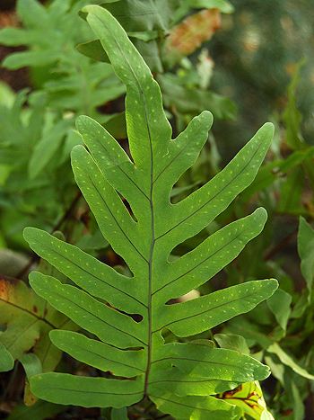 Phlebodium aureum