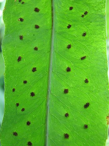 Phlebodium aureum