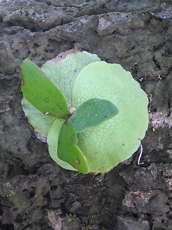 Platycerium bifurcatum, Geweihfarn