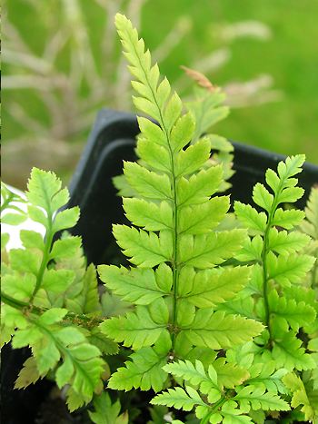 Polystichum tsus-simense