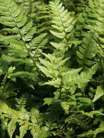 Polystichum tsus-simense