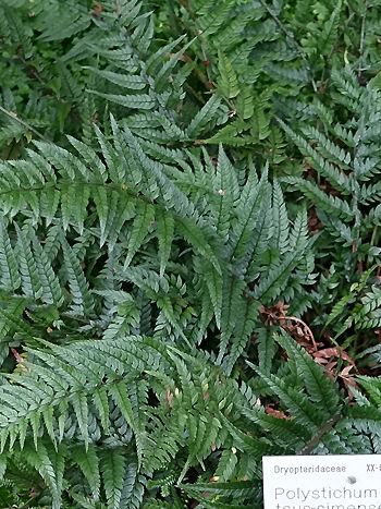 Polystichum tsus-simense