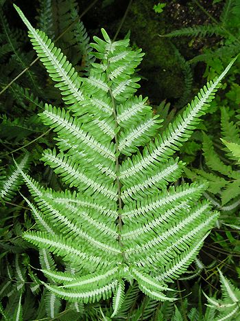 Pteris argyrea