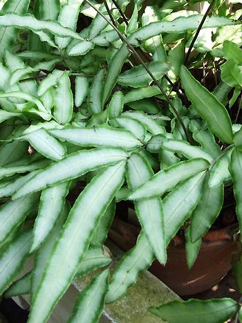 Pteris cretica 'Albo-lineata'