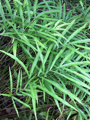 Pteris cretica