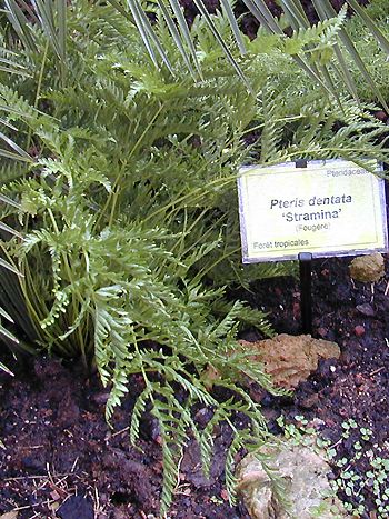 Pteris dentata