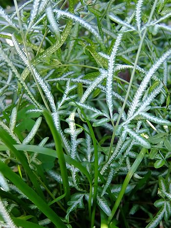 Pteris ensiformis