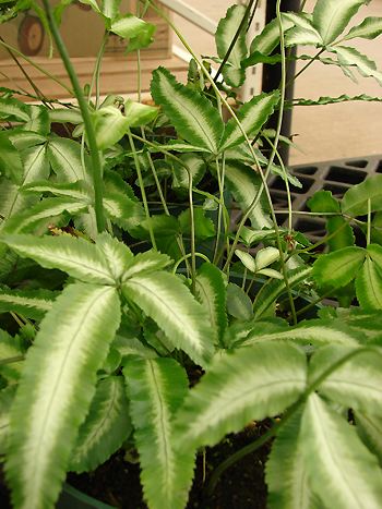 Pteris ensiformis