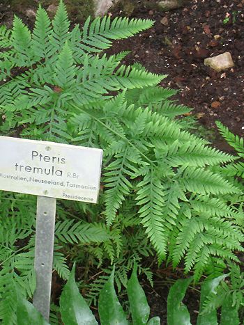 Pteris argyrea