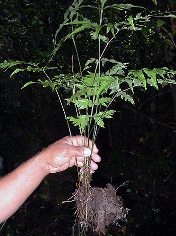 Pteris vermehren