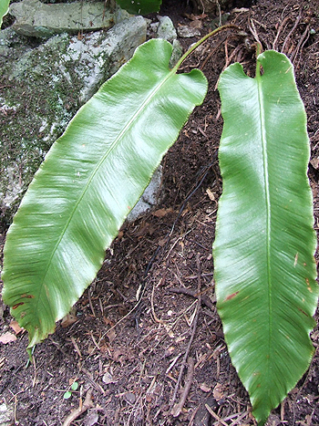 Scolopendrium vulgare