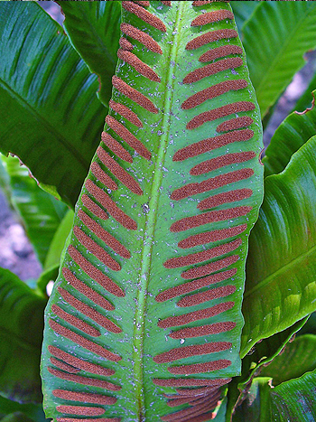 Scolopendrium vulgare